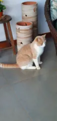 Elvis
