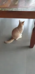 Elvis