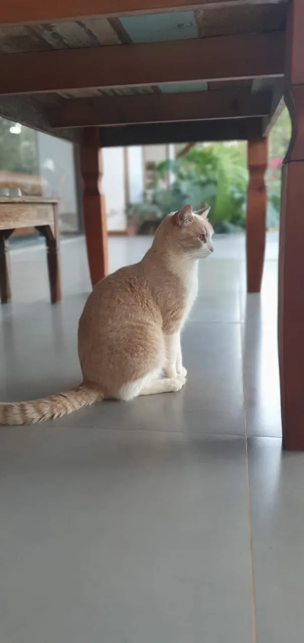 Gato ra a SRD-ViraLata idade 2 anos nome Elvis