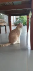 Elvis