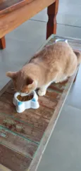 Elvis