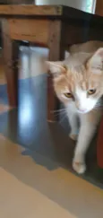 Elvis