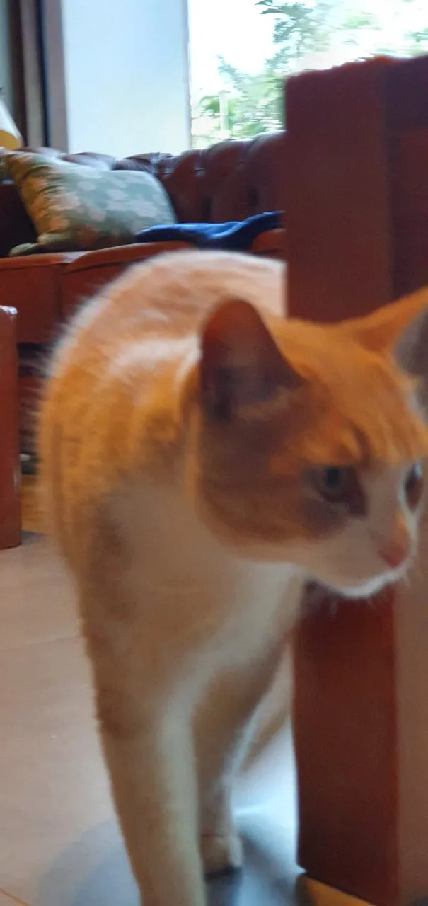 Gato ra a SRD-ViraLata idade 2 anos nome Elvis