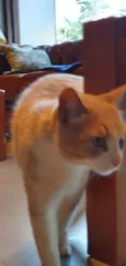 Elvis