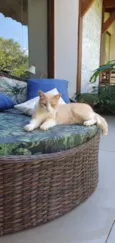 Elvis