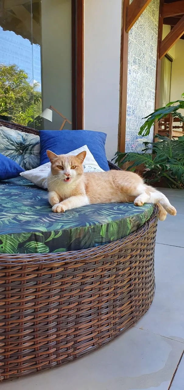Gato ra a SRD-ViraLata idade 2 anos nome Elvis