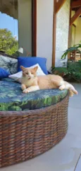 Elvis