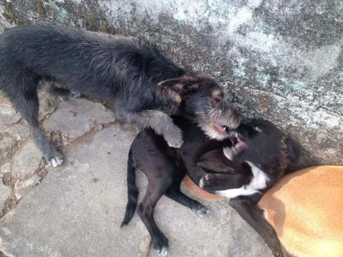 Cachorro ra a Viralata idade 2 a 6 meses nome Pretinha/Benjamin