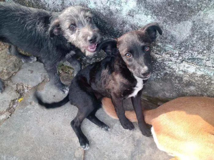 Cachorro ra a Viralata idade 2 a 6 meses nome Pretinha/Benjamin