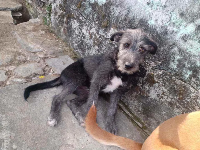 Cachorro ra a Viralata idade 2 a 6 meses nome Pretinha/Benjamin