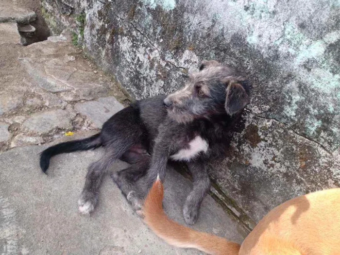 Cachorro ra a Viralata idade 2 a 6 meses nome Pretinha/Benjamin