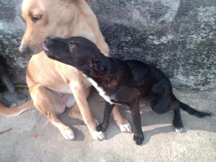 Cachorro ra a Viralata idade 2 a 6 meses nome Pretinha/Benjamin