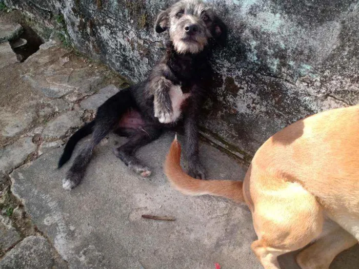 Cachorro ra a Viralata idade 2 a 6 meses nome Pretinha/Benjamin