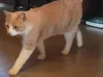 Elvis