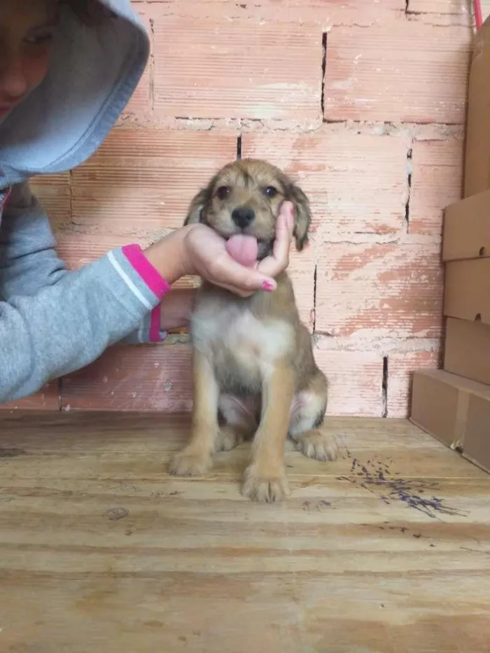 Cachorro ra a Sem raça  idade 2 a 6 meses nome Não tem 