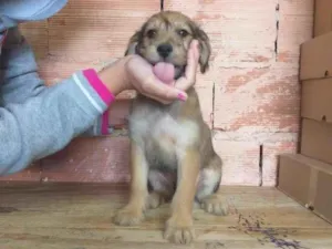 Cachorro raça Sem raça  idade 2 a 6 meses nome Não tem 