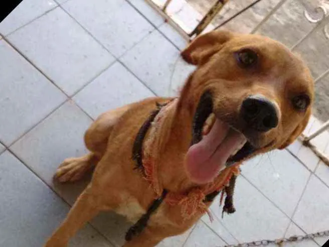 Cachorro ra a Viralata idade 1 ano nome Barney