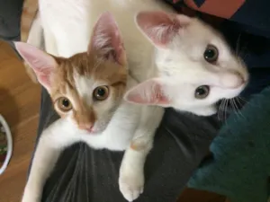 Gato raça SRD-ViraLata idade 2 a 6 meses nome Dengosa e Milk