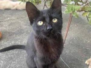 Gato raça Sem raça  idade 2 a 6 meses nome Sem Nome