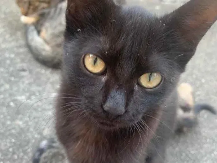 Gato raça Sem raça  idade 2 a 6 meses nome Sem Nome