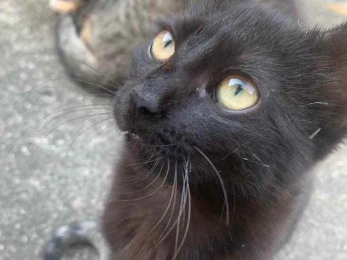 Gato raça Sem raça  idade 2 a 6 meses nome Sem Nome