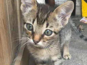 Gato raça sem raça  idade 2 a 6 meses nome Sem nome ainda