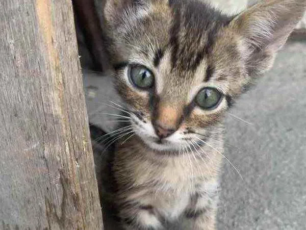 Gato raça sem raça  idade 2 a 6 meses nome Sem nome ainda