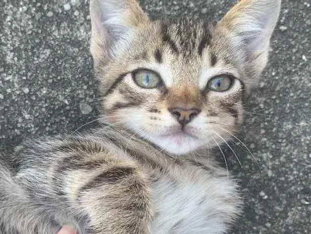 Gato raça Sem raça  idade 2 a 6 meses nome Sem nome ainda