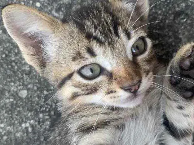 Gato raça Sem raça  idade 2 a 6 meses nome Sem nome ainda