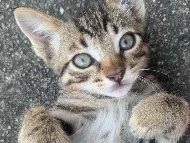 Gato raça Sem raça  idade 2 a 6 meses nome Sem nome ainda