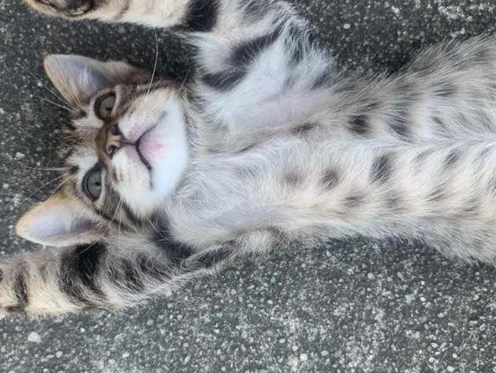 Gato raça Sem raça  idade 2 a 6 meses nome Sem nome ainda