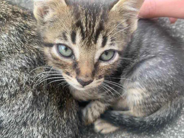 Gato raça Sem raça  idade 2 a 6 meses nome Sem nome