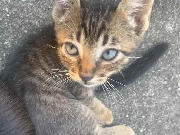 Gato raça Sem raça  idade 2 a 6 meses nome Sem nome