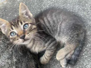Gato raça Sem raça  idade 2 a 6 meses nome Sem nome