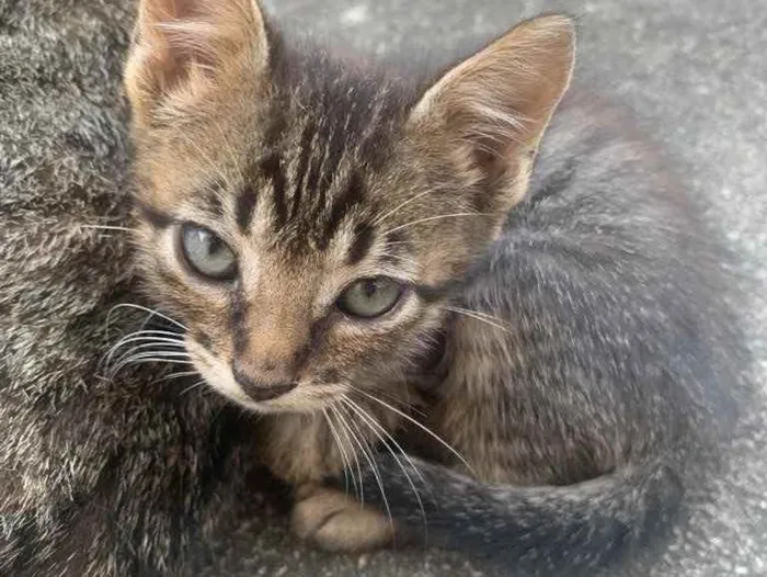 Gato raça Sem raça  idade 2 a 6 meses nome Sem nome