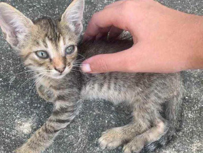 Gato raça Sem raça  idade 2 a 6 meses nome Sem nome 