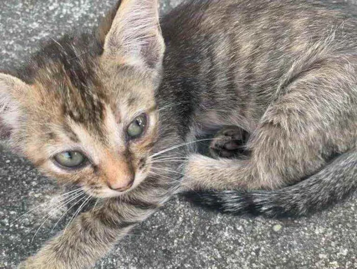 Gato raça Sem raça  idade 2 a 6 meses nome Sem nome 