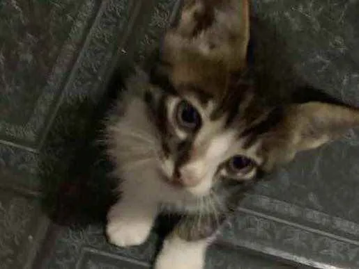 Gato raça sem raça  idade 2 a 6 meses nome sem nome 