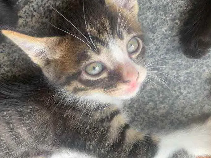 Gato raça sem raça  idade 2 a 6 meses nome sem nome 