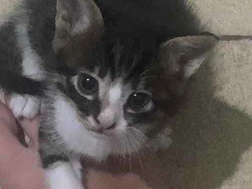 Gato raça sem raça  idade 2 a 6 meses nome sem nome 