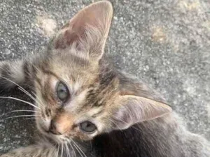 Gato raça Sem raça  idade 2 a 6 meses nome Sem nome 