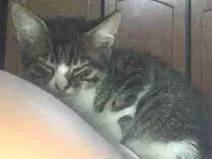 Gato raça sem raça  idade 2 a 6 meses nome sem nome 