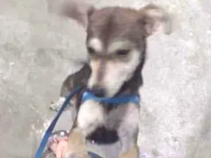 Cachorro raça Nao sei idade 7 a 11 meses nome Perola