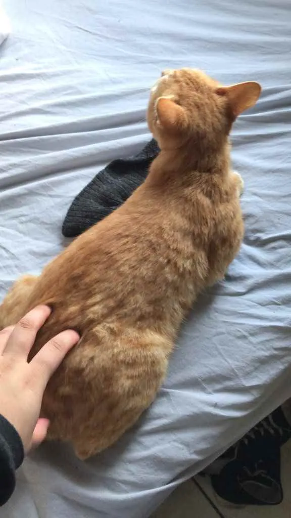 Gato ra a Vira lata idade 1 ano nome Rabinho
