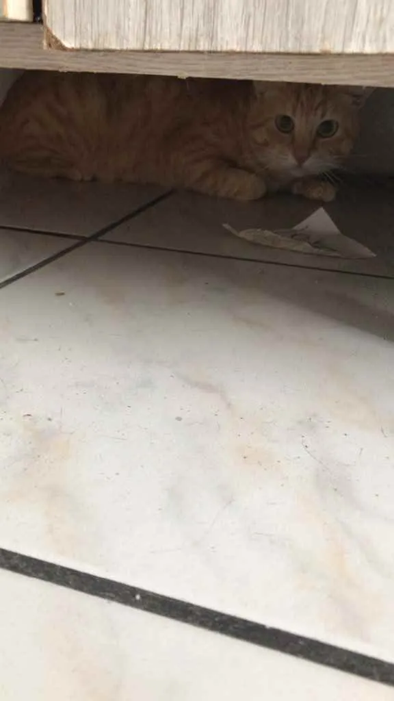 Gato ra a Vira lata idade 1 ano nome Rabinho
