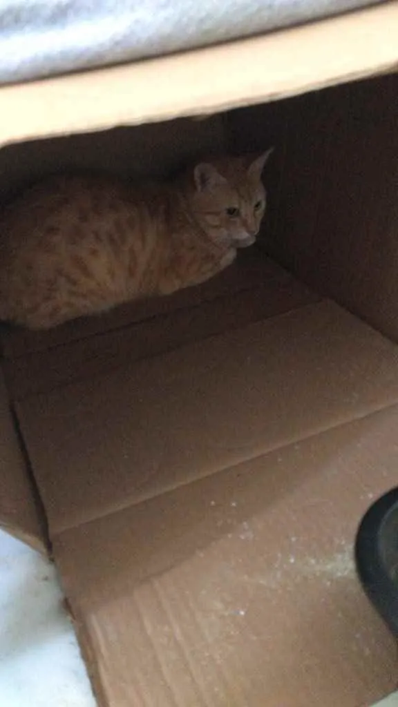 Gato ra a Vira lata idade 1 ano nome Rabinho
