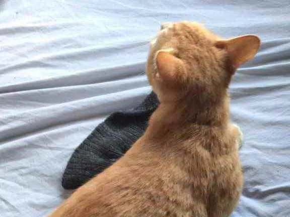 Gato ra a Vira lata idade 1 ano nome Rabinho