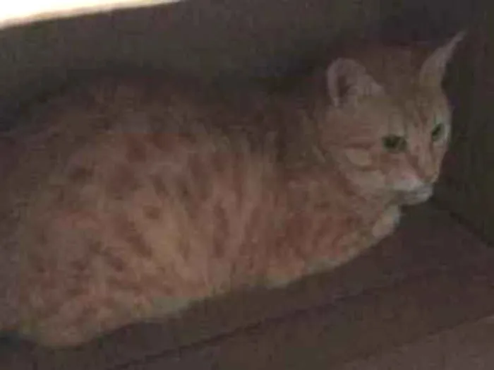 Gato ra a Vira lata idade 1 ano nome Rabinho