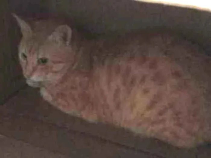Gato ra a Vira lata idade 1 ano nome Rabinho