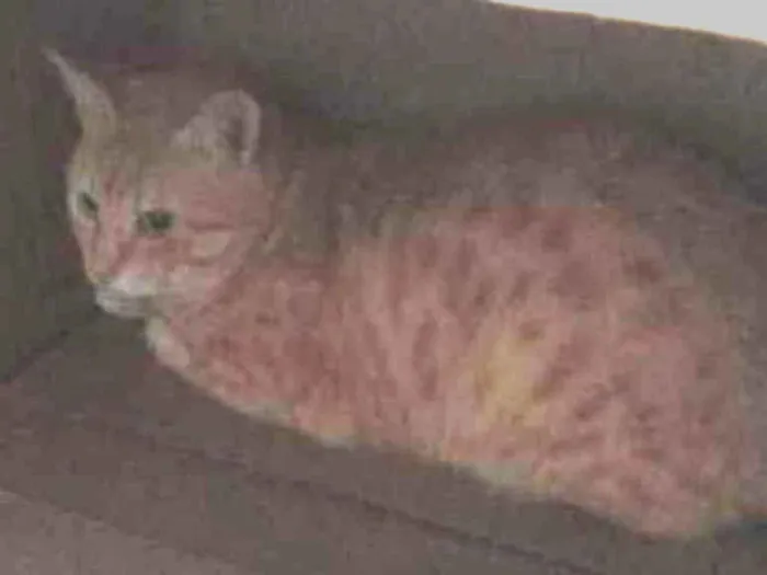 Gato ra a Vira lata idade 1 ano nome Rabinho